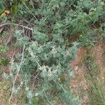 Marrubium vulgare habit picture by Gamiz Antonio Miguel (cc-by-sa)