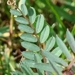 Vicia pannonica leaf picture by Alain Lagrave (cc-by-sa)