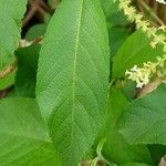 Aloysia virgata leaf picture by Trap Hers (cc-by-sa)