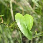 Smilax walteri leaf picture by Maarten Vanhove (cc-by-sa)