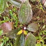 Tristemma mauritianum flower picture by laurent00031 (cc-by-sa)
