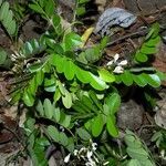 Dalbergia glabra habit picture by Nelson Zamora Villalobos (cc-by-nc)