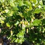 Ribes uva-crispa flower picture by T R (cc-by-sa)