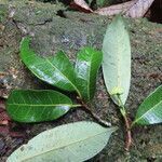 Brosimum guianense leaf picture by SINAC Pérez Greivin (cc-by-sa)