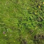 Cirsium tuberosum habit picture by Nicolas Lagarrigue (cc-by-sa)