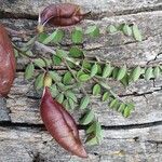 Colutea abyssinica leaf picture by susan brown (cc-by-sa)