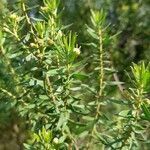 Baccharis dracunculifolia leaf picture by Trap Hers (cc-by-sa)
