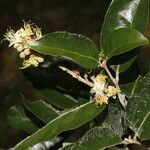 Couepia polyandra flower picture by Nelson Zamora Villalobos (cc-by-nc)