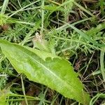 Taraxacum officinale leaf picture by Ida-Caroline Hurtig (cc-by-sa)