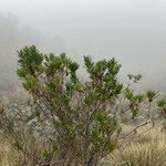 Baccharis prunifolia habit picture by Fabien Anthelme (cc-by-sa)