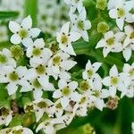 Sambucus australis flower picture by Trap Hers (cc-by-sa)