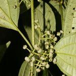 Miconia neomicrantha flower picture by Nelson Zamora Villalobos (cc-by-nc)