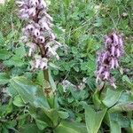 Himantoglossum robertianum habit picture by Yves Moréno (cc-by-sa)
