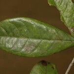 Byrsonima densa leaf picture by R. Tournebize (cc-by-sa)