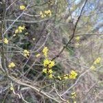 Lindera benzoin flower picture by April Pancoast (cc-by-sa)