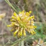 Gomphrena perennis flower picture by Trap Hers (cc-by-sa)