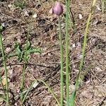Allium scorodoprasum habit picture by catquest (cc-by-sa)