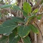 Ficus benghalensis leaf picture by buran21 (cc-by-sa)