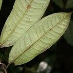 Lecythis idatimon leaf picture by Jean-François Molino (cc-by-sa)