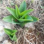 Drimia maritima leaf picture by sandro.todeschini todeschini (cc-by-sa)