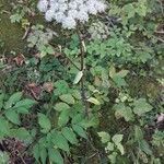 Angelica sylvestris habit picture by Giode Tonpino (cc-by-sa)