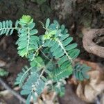 Phyllanthus urinaria leaf picture by Onny Farizyandi (cc-by-sa)