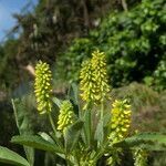 Melilotus indicus habit picture by Llandrich anna (cc-by-sa)