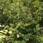 Eugenia mespiloides habit picture by S. Dufour-Kowalski (cc-by-sa)