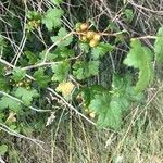 Ribes alpinum fruit picture by Christophe Eole (cc-by-sa)