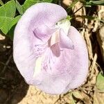 Clitoria mariana flower picture by K. T. (cc-by-sa)