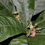 Psychotria alfaroana fruit picture by Nelson Zamora Villalobos (cc-by-nc)