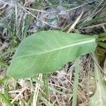 Hieracium amplexicaule leaf picture by Béatrice Parent (cc-by-sa)