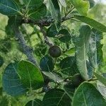 Ficus coronata fruit picture by Gladman1010 (cc-by-sa)