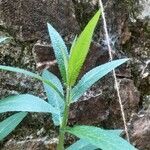 Stachys palustris leaf picture by Victor Corcuera Cueva (cc-by-sa)