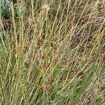 Juncus inflexus habit picture by F. Manzano (cc-by-sa)
