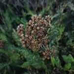 Achillea nobilis fruit picture by pabloro (cc-by-sa)