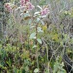 Ageratina gynoxoides habit picture by Gabriel OLLIVIER (cc-by-sa)