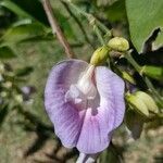 Clitoria fairchildiana flower picture by Makoto Makoto (cc-by-sa)