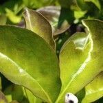 Brunfelsia pauciflora leaf picture by pedrogc -- (cc-by-sa)