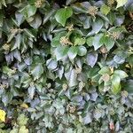 Hedera colchica habit picture by cscoq (cc-by-sa)
