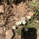 Bellium bellidioides habit picture by Patrice Nodet (cc-by-sa)