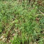Poa palustris habit picture by Antoine Ambard (cc-by-sa)