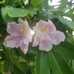 Tabebuia heterophylla flower picture by Michele Nedrick (cc-by-sa)