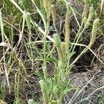 Verbena bonariensis habit picture by Trap Hers (cc-by-sa)
