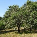 Quercus cerris habit picture by Alain Bigou (cc-by-sa)