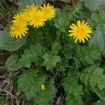 Aposeris foetida habit picture by 3bbo (cc-by-sa)