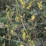 Melilotus officinalis habit picture by Sabina Hartmann (cc-by-sa)