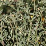 Stylosanthes humilis habit picture by Nelson Zamora Villalobos (cc-by-nc)
