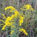 Solidago nemoralis flower picture by Tara Trainor (cc-by-sa)