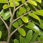 Cassia grandis leaf picture by Nelson Zamora Villalobos (cc-by-nc)